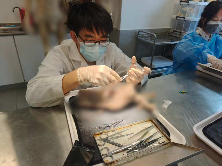 <strong>从课堂到实操：山东大学“智触人体”实践队自主完成关节韧带解剖任务</strong>